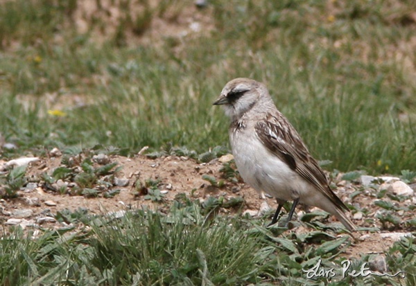 White-rumped-Snowfinch